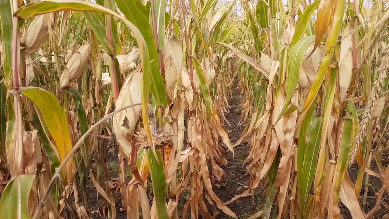 长着成熟玉米的田地行与行之间缓慢移动视频素材