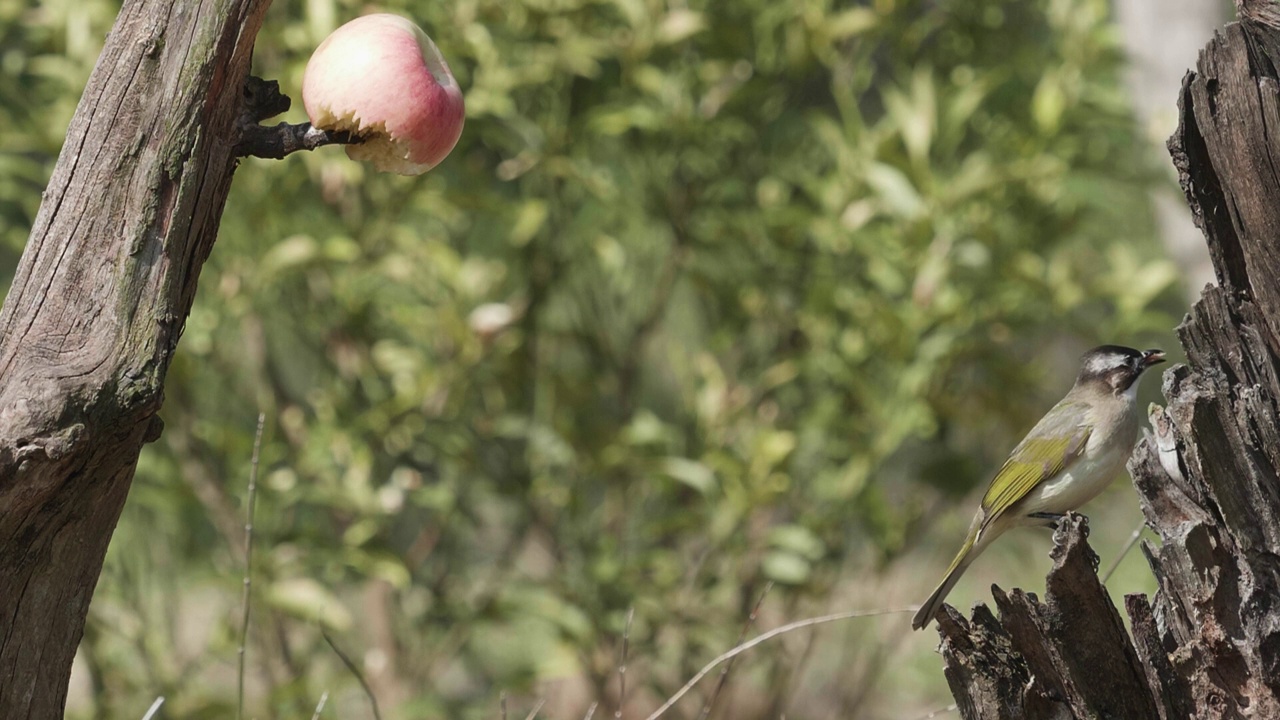 飞天的白头鹎(pycnonotus sinensis)吃着苹果饲料，由鸟类观察者拍摄，超慢镜头。视频素材