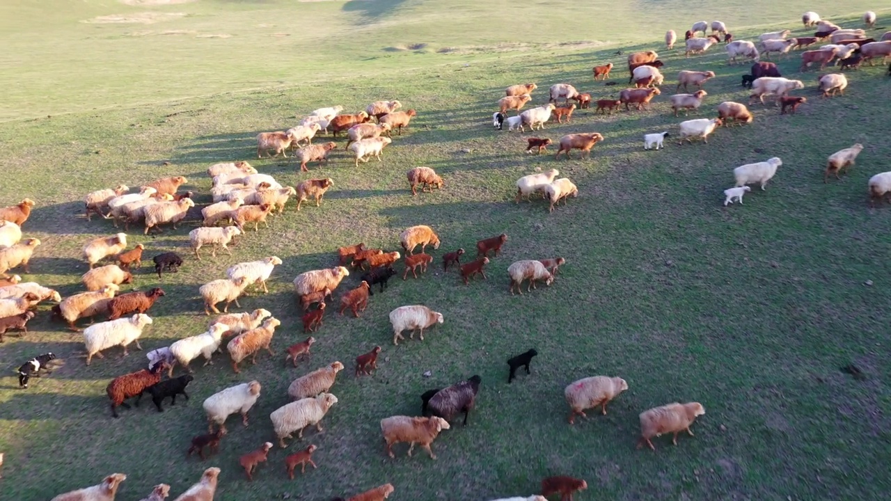 夏天草原上的绵羊视频素材