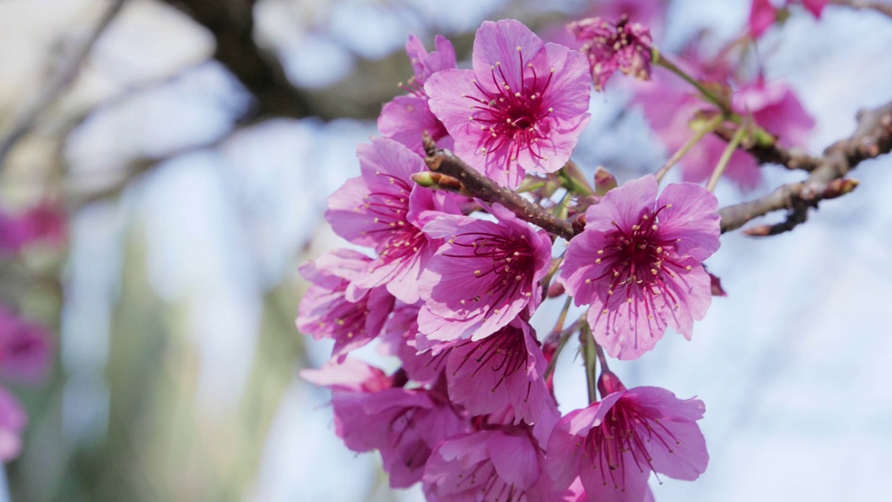 粉红色花朵盛开的春天视频下载
