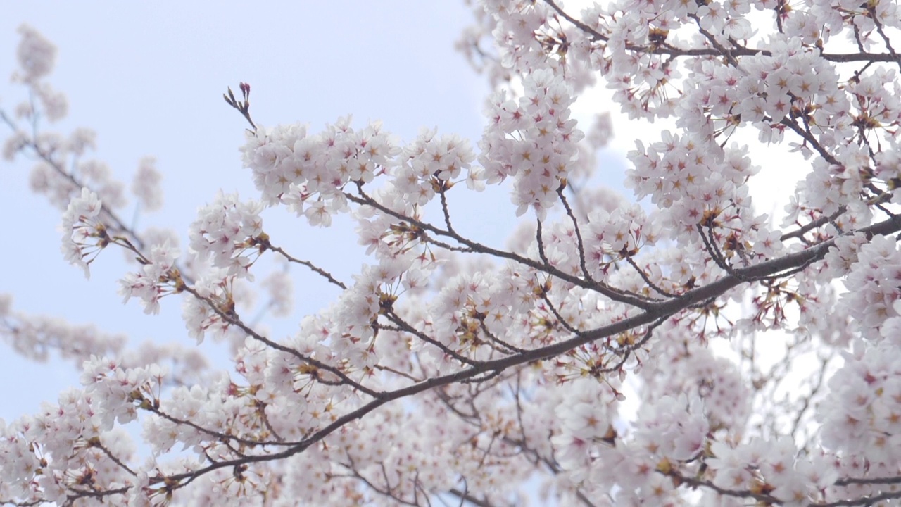 春天的樱花在蓝天上随风飘荡视频下载