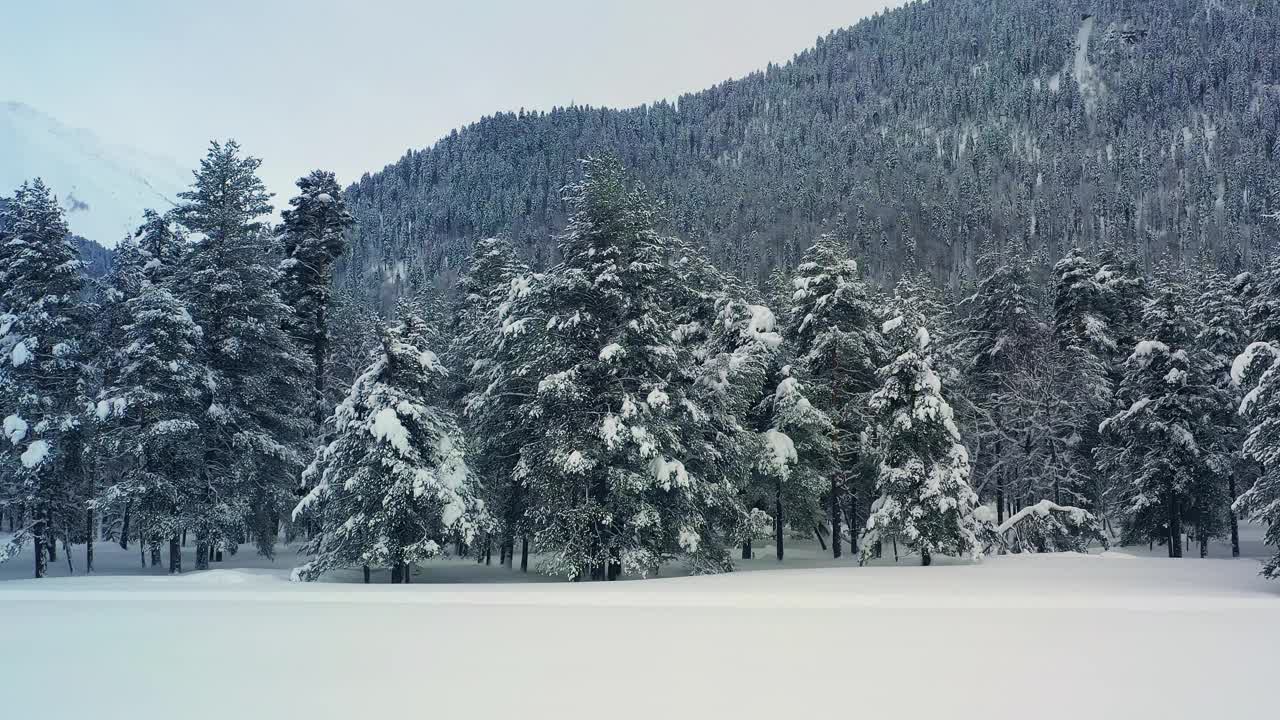 冬天美丽的雪景森林。飞过白雪覆盖的松树。视频素材