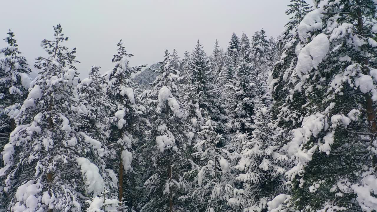 冬天美丽的雪景森林。飞过白雪覆盖的松树。视频素材