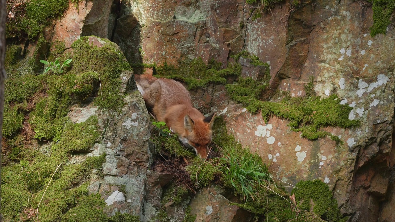 红狐(Vulpes Vulpes)，在森林里视频素材