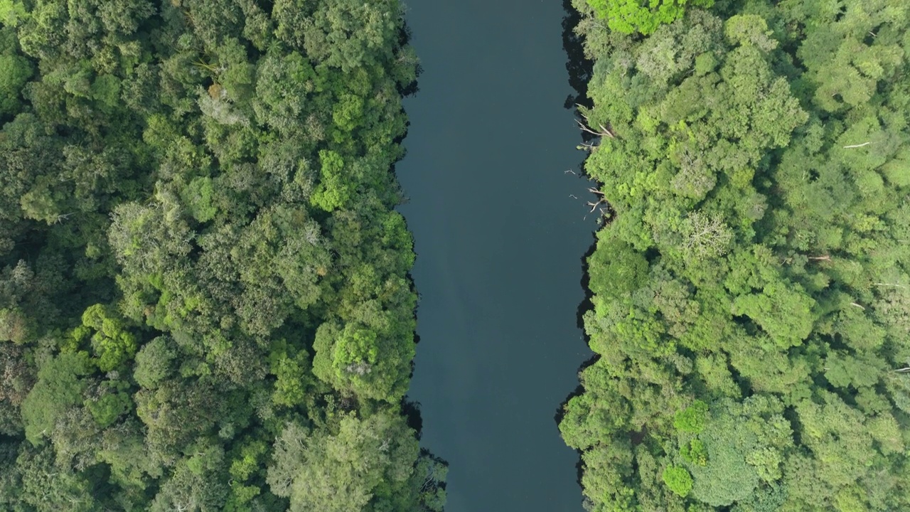 直下云梯。树顶华盖。热带雨林中的一条河。气候变化。森林砍伐视频素材