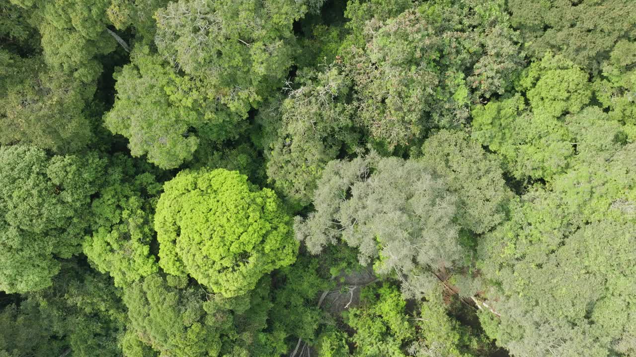 直下云梯。热带雨林的树冠。气候变化。森林砍伐视频素材