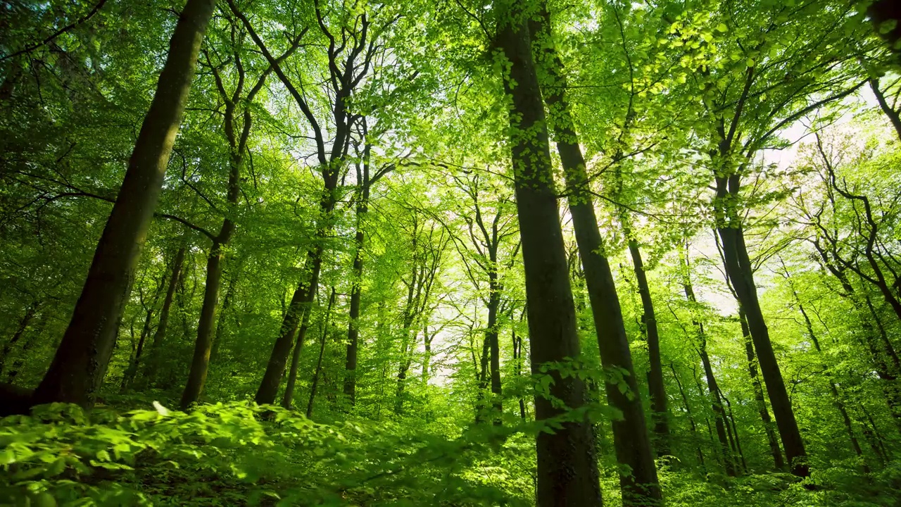 阳光下清新的绿色森林视频素材