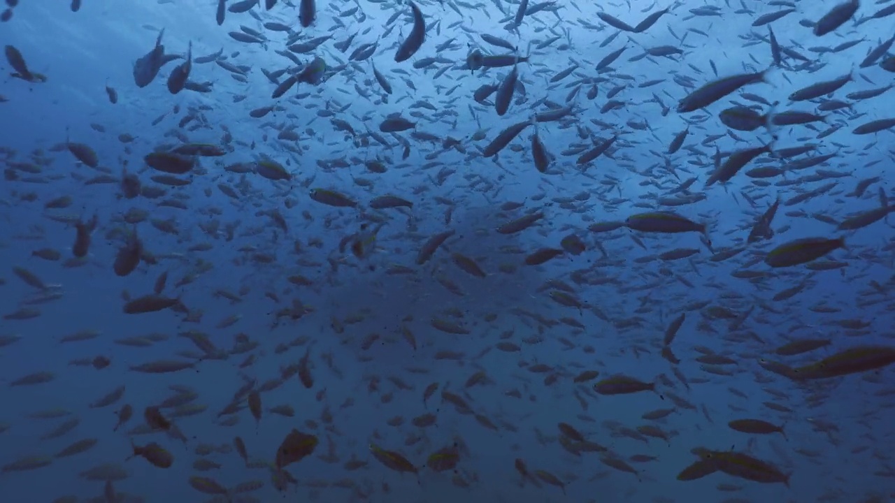 大量沙丁鱼在暗礁岩石，水下拍摄视频下载