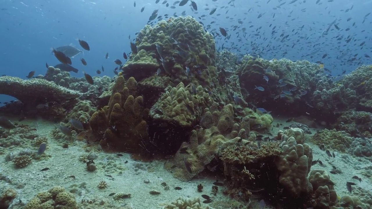 美丽的硬珊瑚景观与鱼群，水下视频下载
