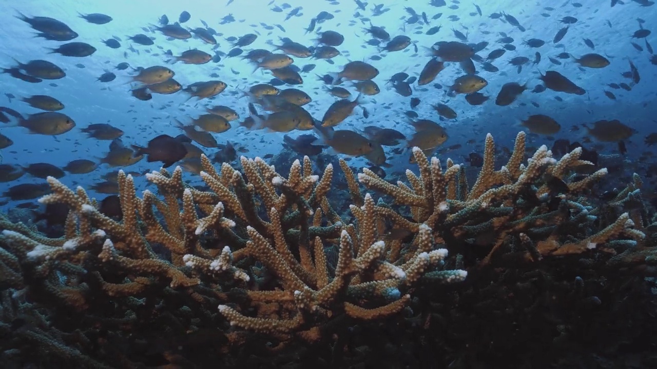 近距离的学校在硬珊瑚Fusilier鱼，水下视频下载