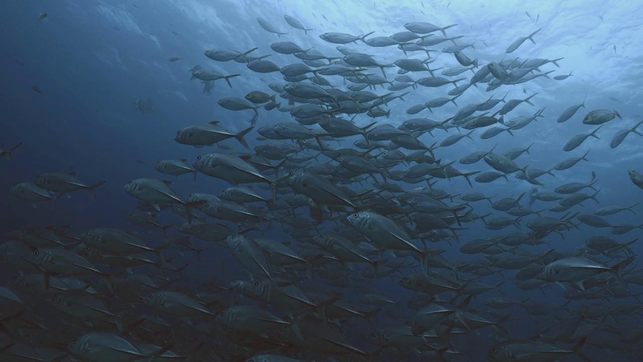 大量的鲹鱼群从水下的深水区到达视频下载