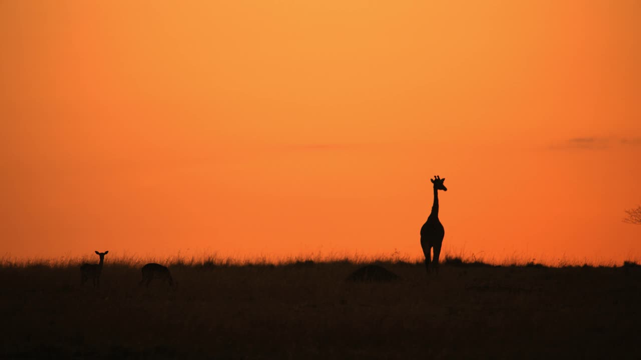 剪影长颈鹿走在田野下面戏剧性的橙色日出天空视频素材