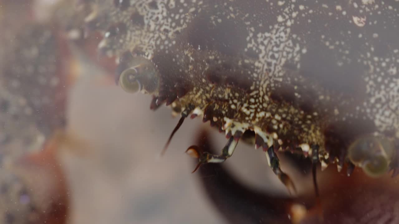 海蟹在水中移动它的爪子在嘴里，微距拍摄视频素材