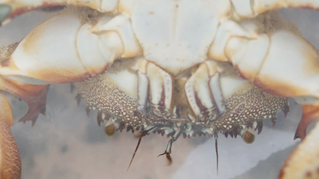 海蟹的腹部特写。视频素材