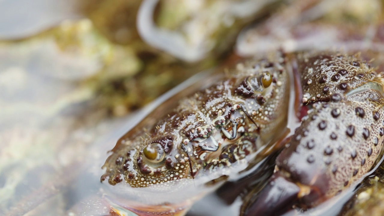 水中的多刺海蟹用它的小爪子在嘴里蠕动。特写镜头。视频素材