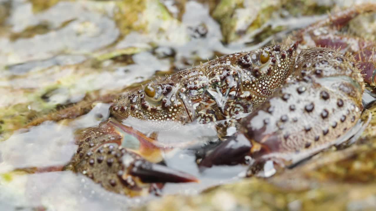 水中的多刺海蟹在嘴里移动着它的小爪子，看着镜头。特写镜头。视频素材