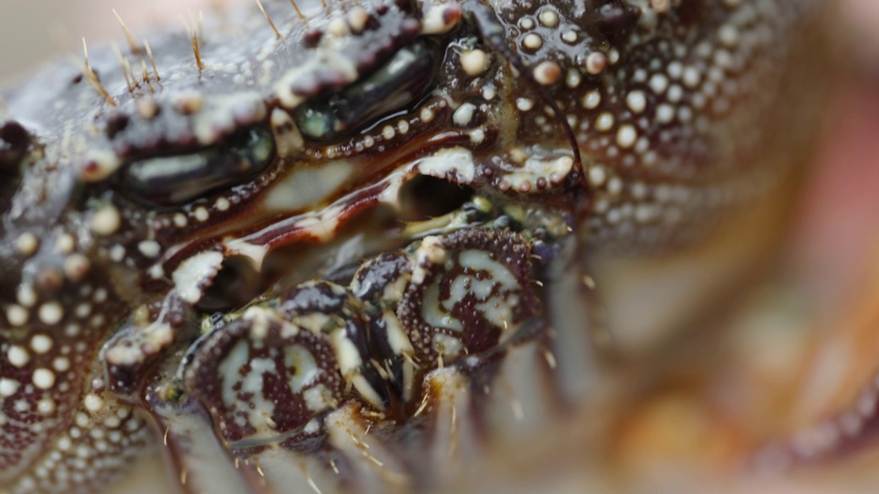 海蟹的爪子在嘴部移动，极宏。视频素材