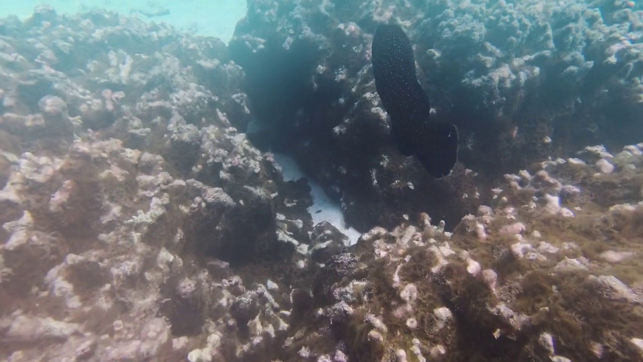 鱼类沿珊瑚礁游泳的特写镜头视频素材