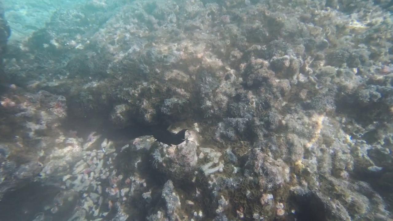 热带鱼沿着珊瑚礁游动视频素材