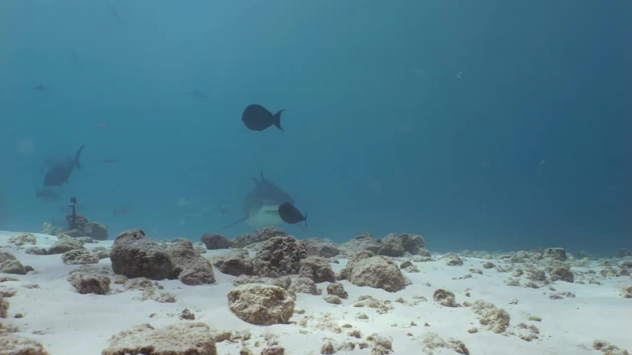 虎鲨来了，在水下被击中。视频素材