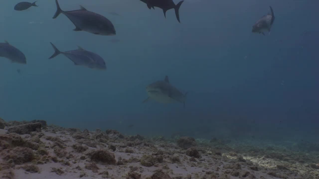 虎鲨在浅水区，靠近，水下拍摄视频素材
