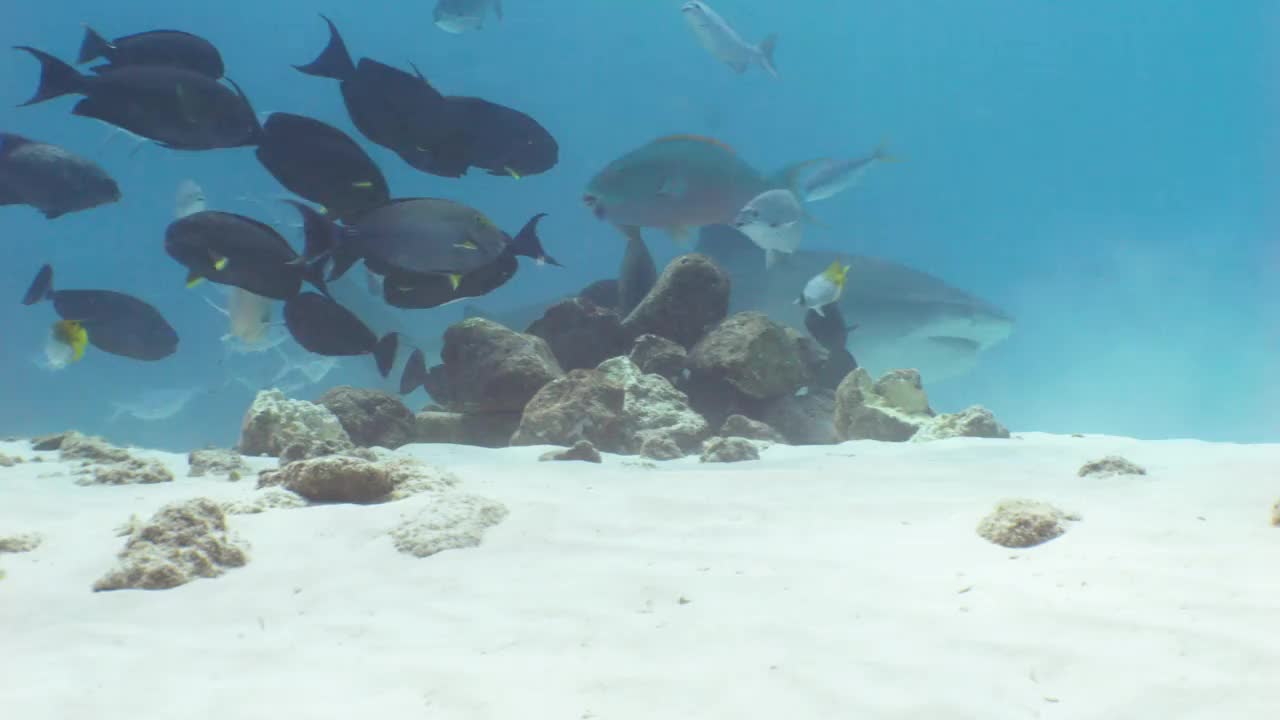 虎鲨在海底，浅水，水下拍摄视频下载