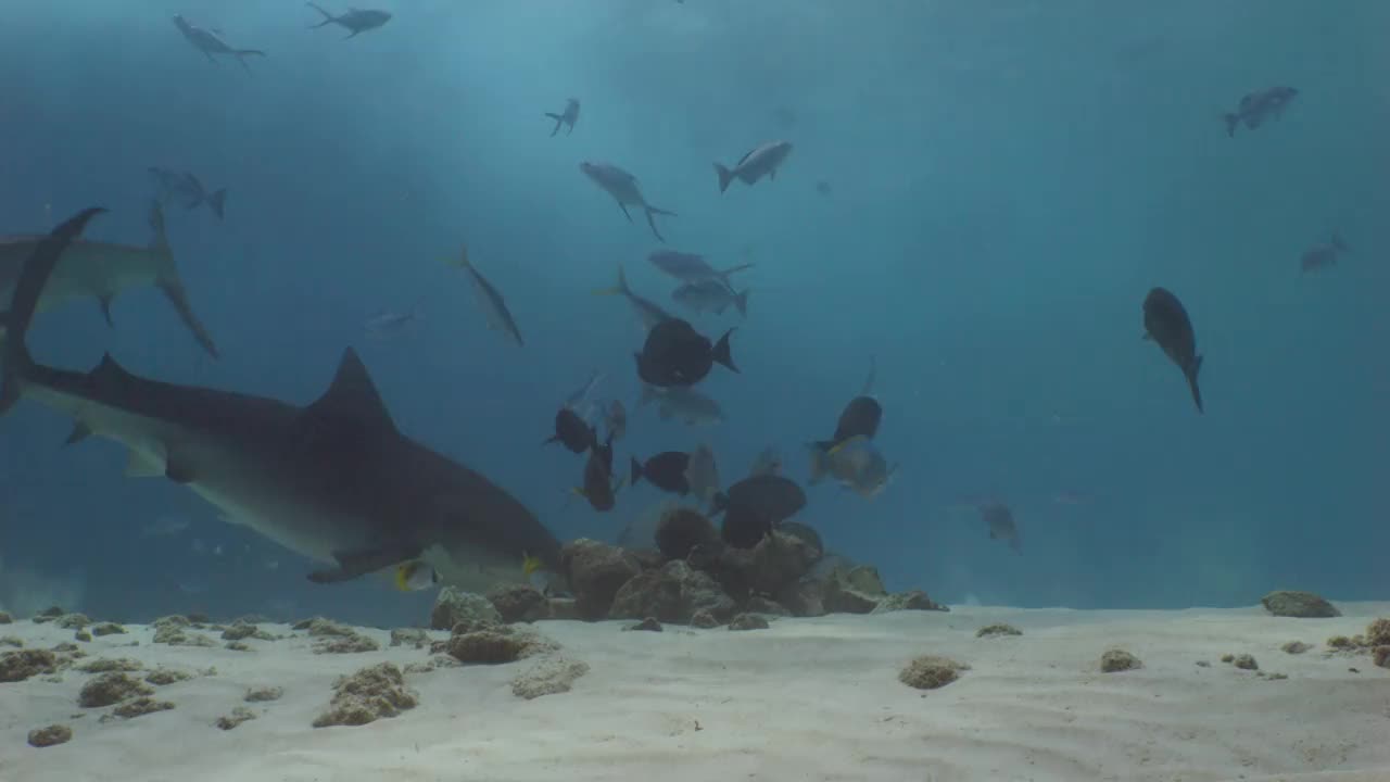 虎鲨在海底浅水区。视频素材