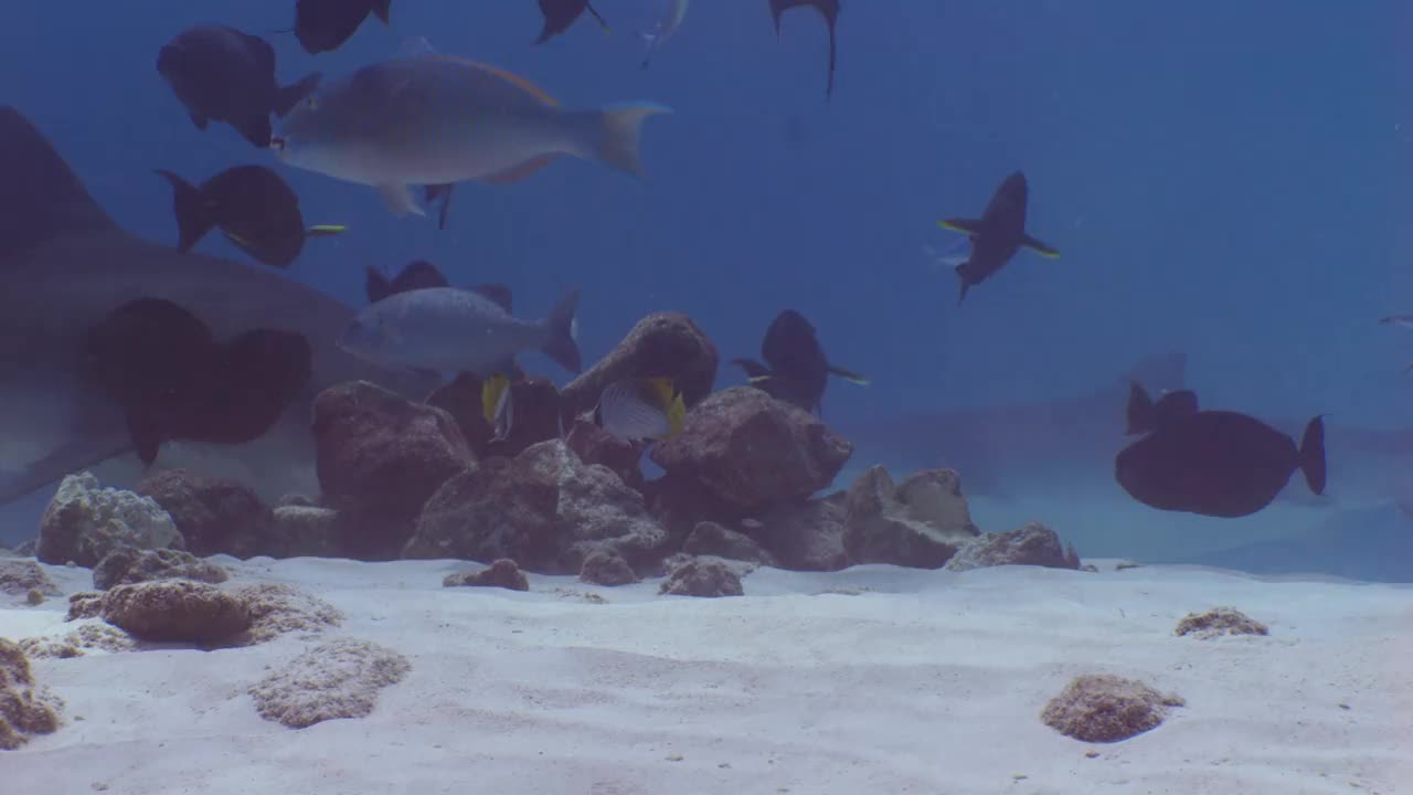 虎鲨，水下拍摄视频素材