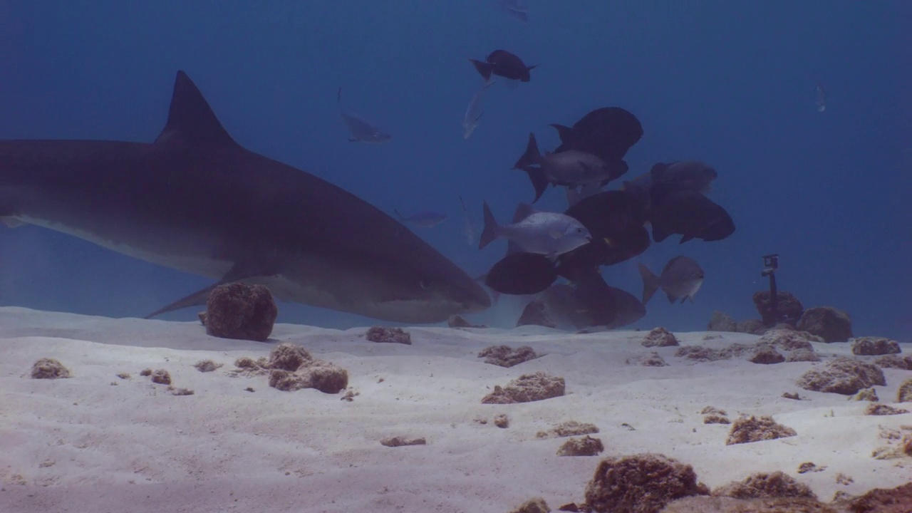 虎鲨在水下捕食一只燕子视频素材
