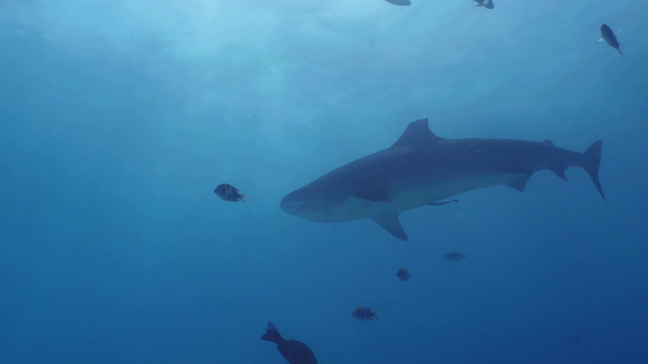 浅水虎鲨，水下剪影视频下载