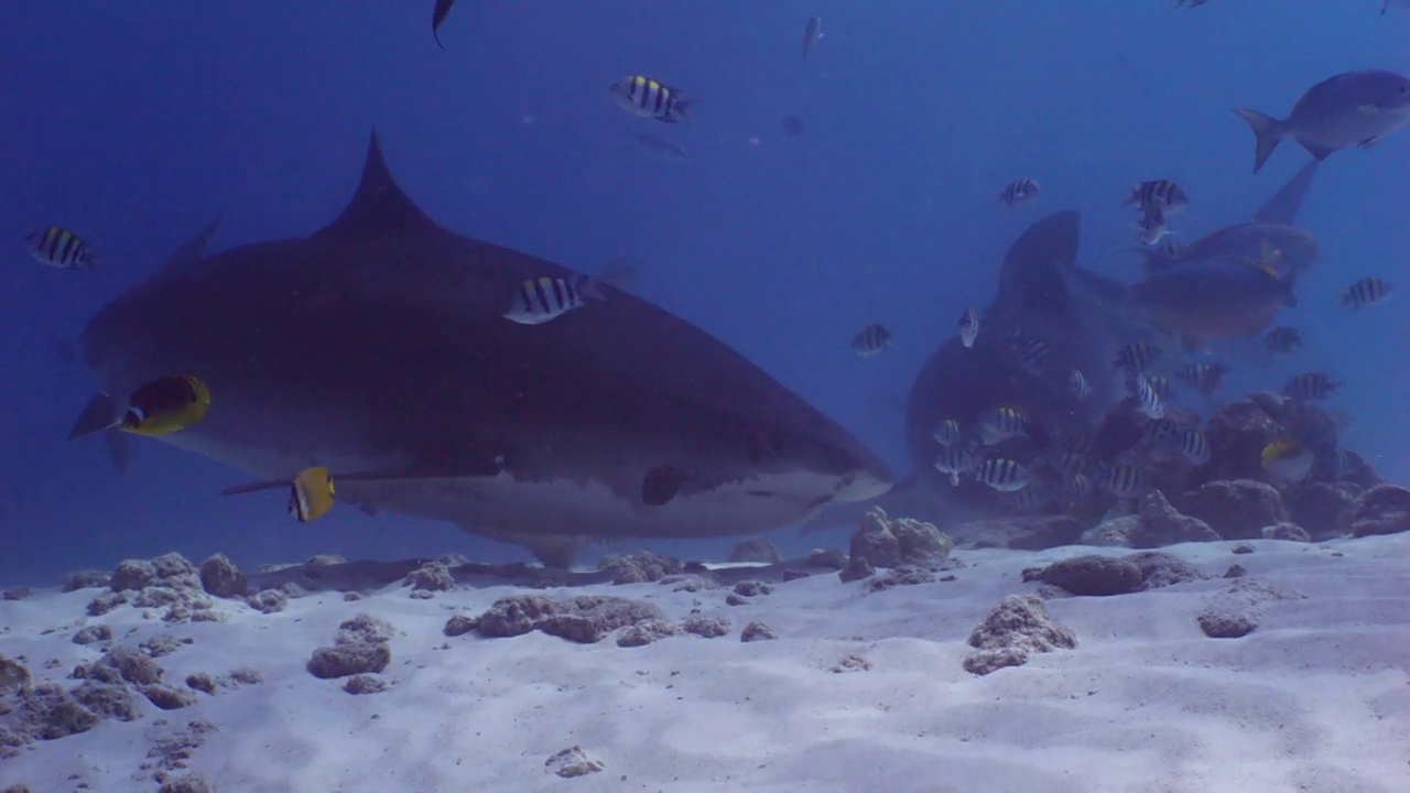 近距离接触虎鲨，水下拍摄视频素材