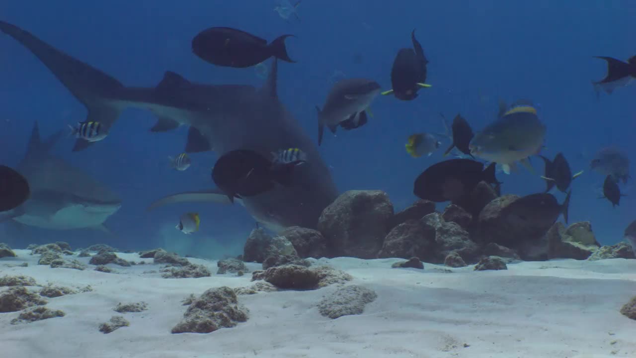 虎鲨在水下寻找猎物。视频下载