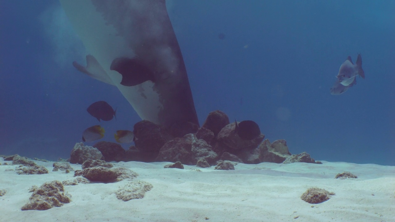 虎鲨在水下猎食猎物视频素材