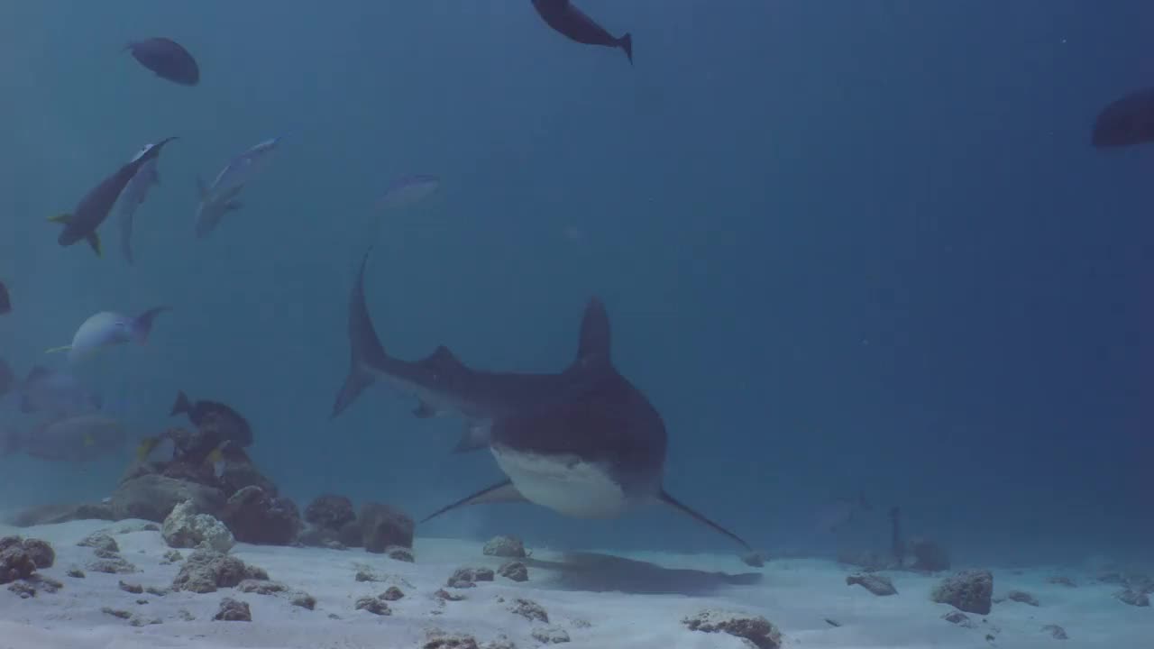 两条虎鲨在浅水区，在水下被拍摄视频素材