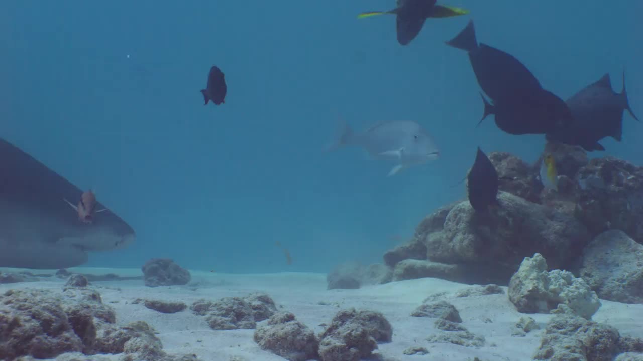 虎鲨在水下寻找猎物。视频下载
