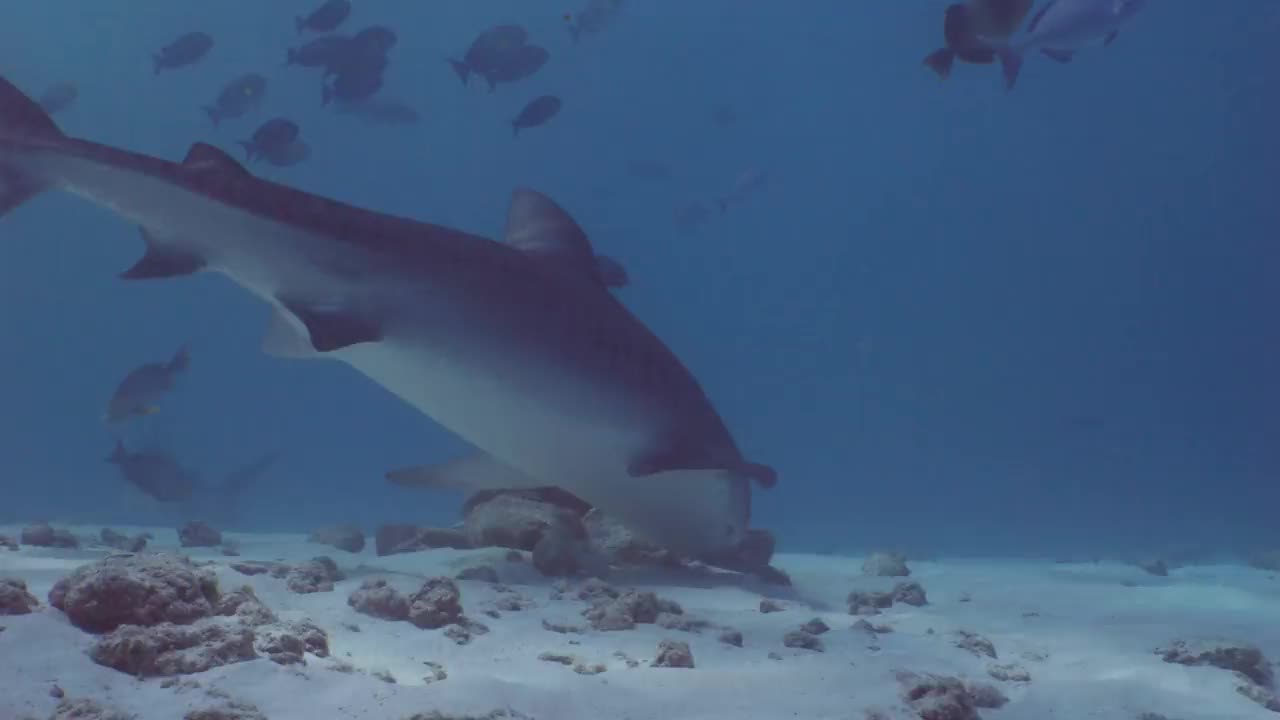 虎鲨在水下进食视频下载