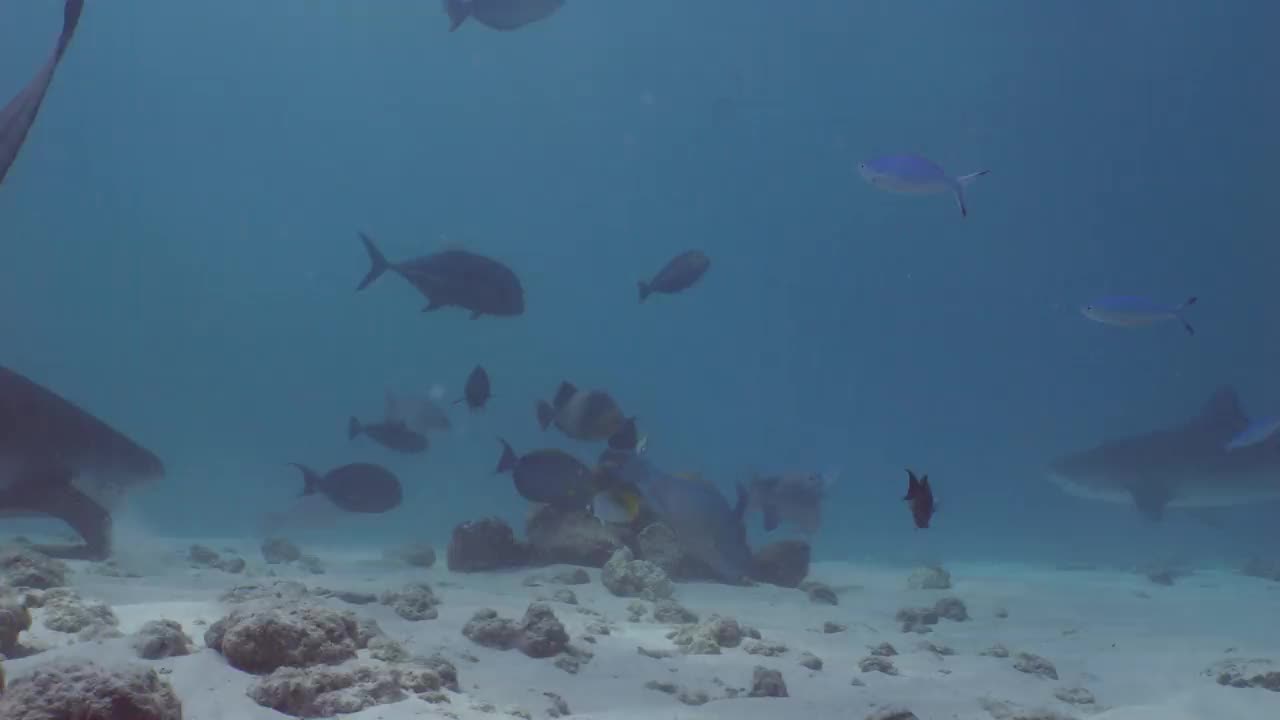 虎鲨在水下寻找食物视频下载