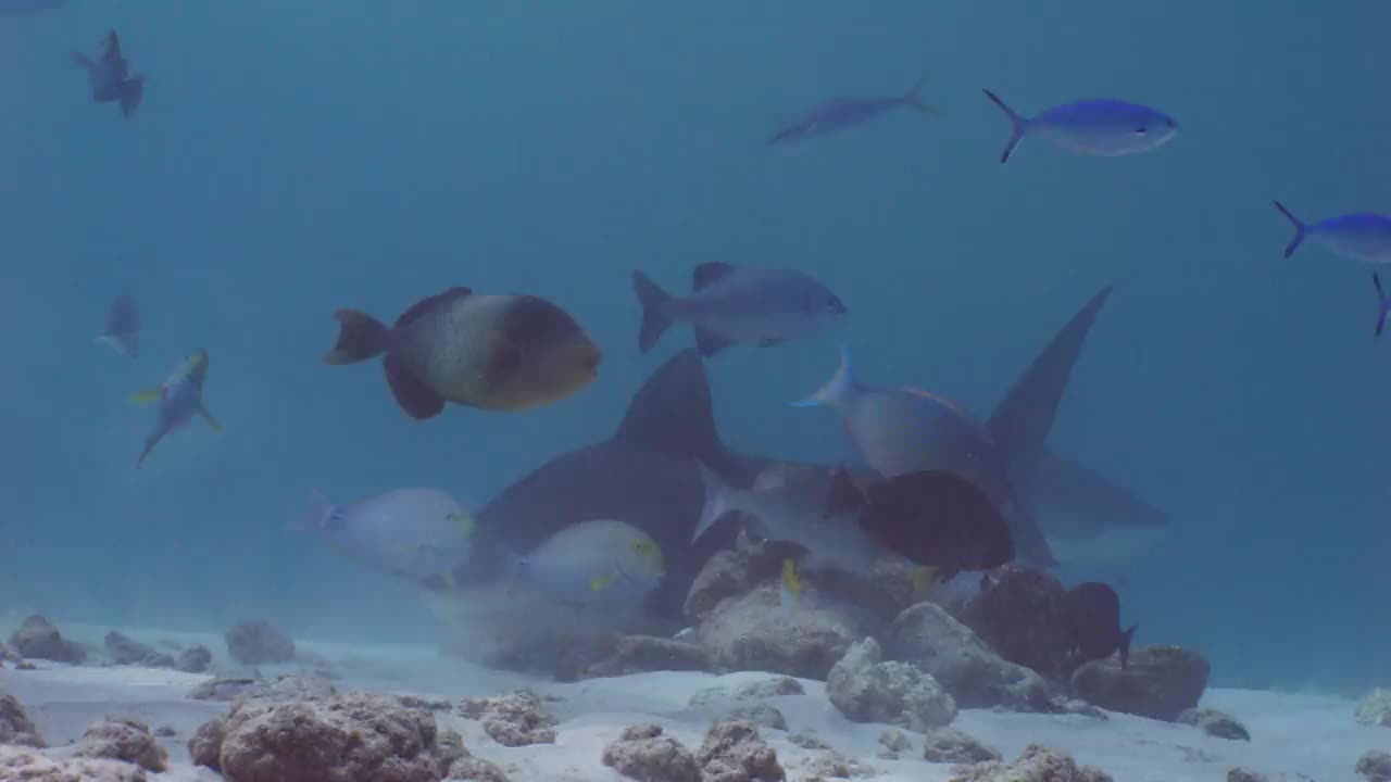 两条虎鲨在水下被击中。视频下载