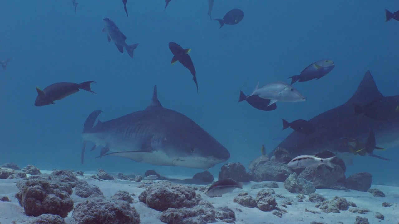 一群虎鲨在水下觅食视频下载