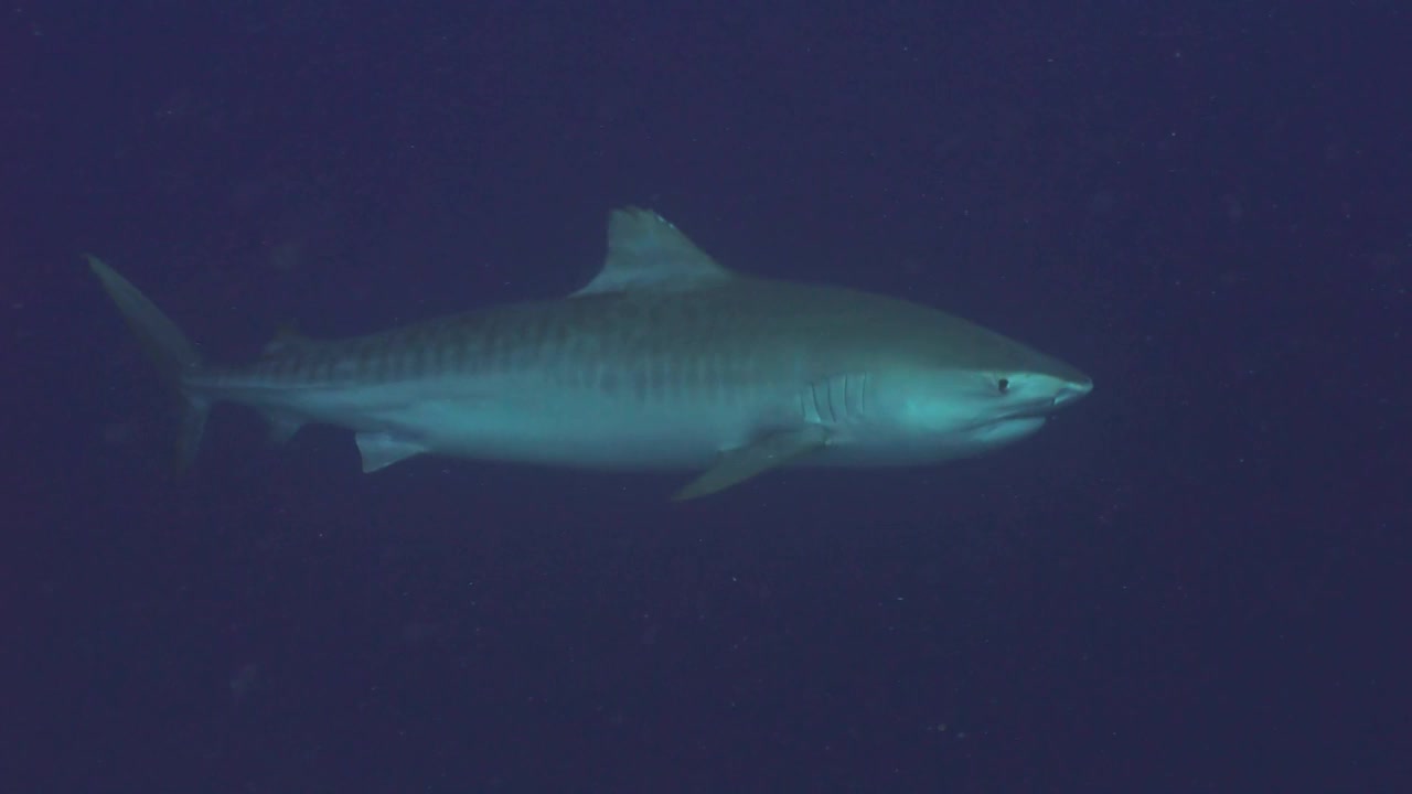 虎鲨在开阔的蓝色水域，水下的慢动作视频下载