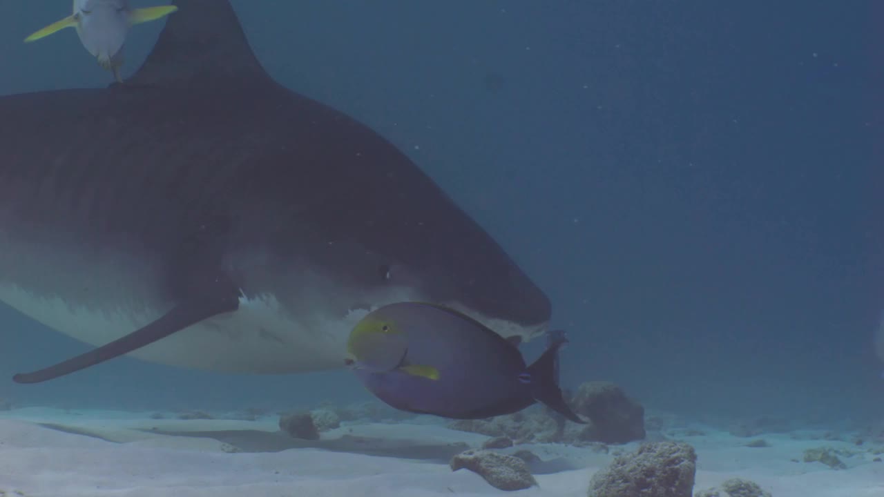 虎鲨在水下拍摄的特写慢镜头视频下载