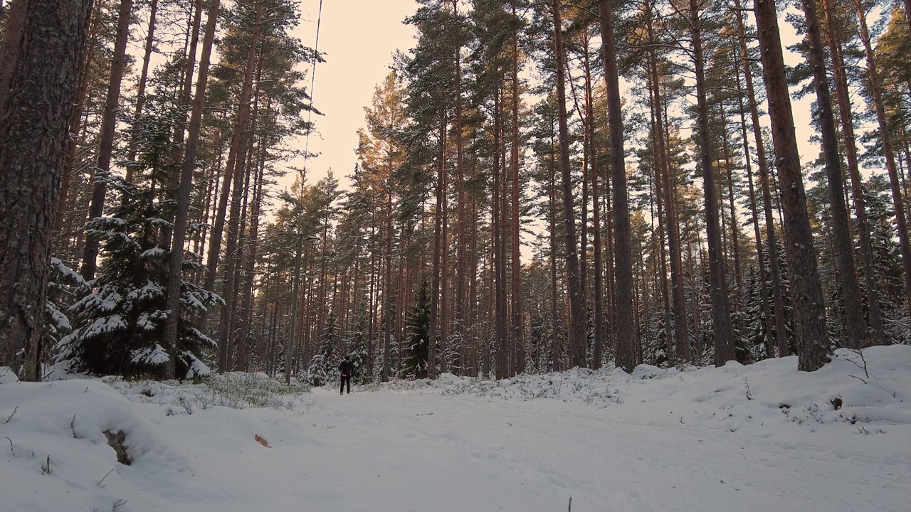 美丽的观点，人在经典的塑料滑雪板上运行在冬季森林的滑雪轨道。瑞典。视频下载