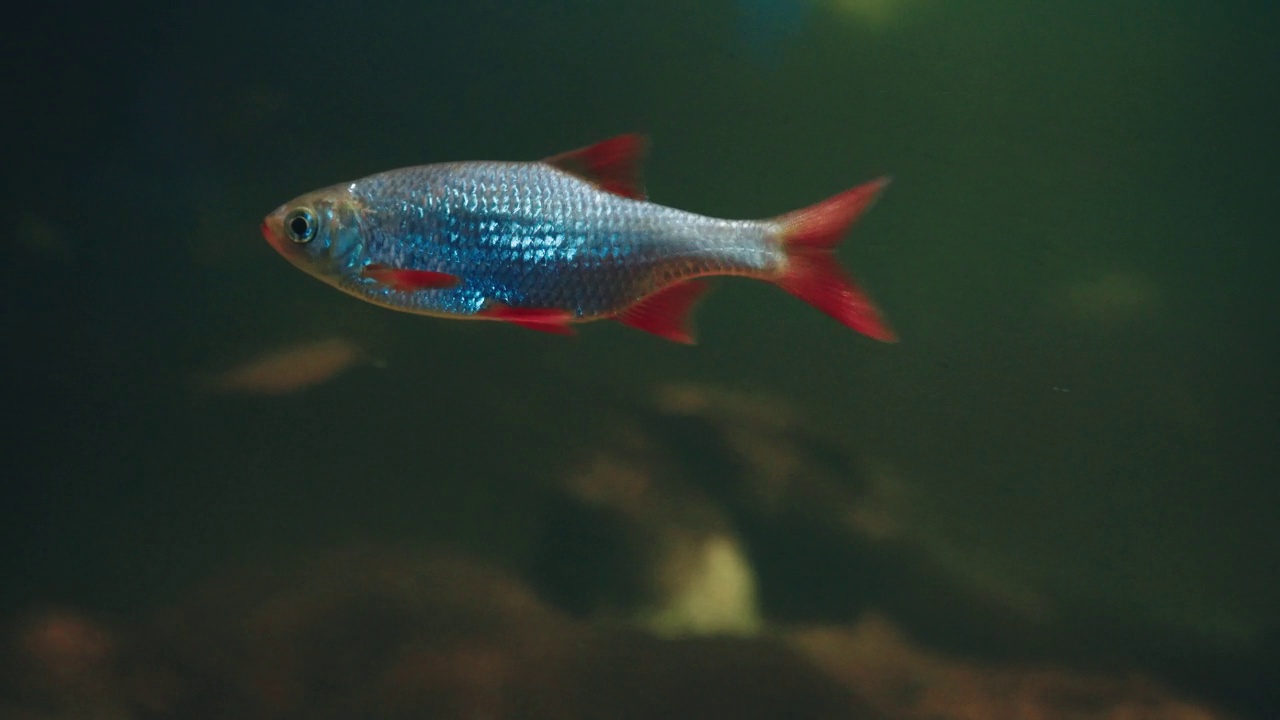 霓虹灯鱼在水下游泳，闪烁着蓝色的光。水下摄影。红蓝鱼。世界是深的。视频素材