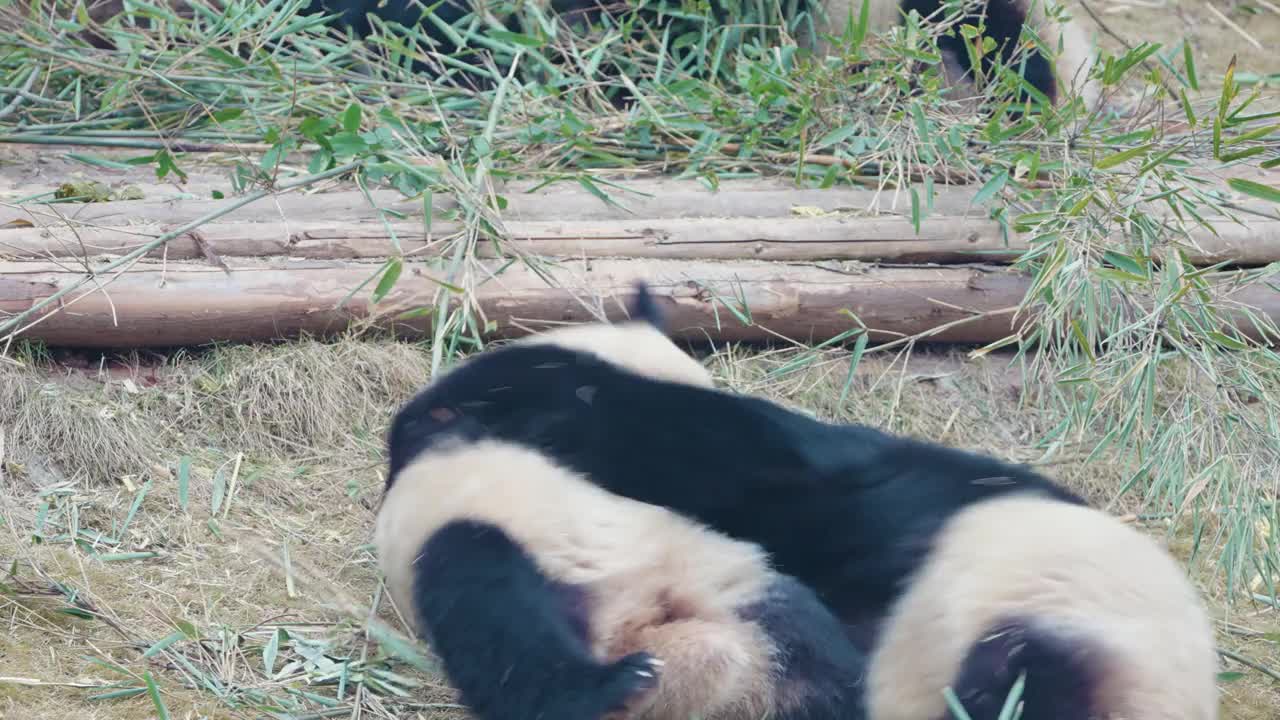 大熊猫在战斗视频素材
