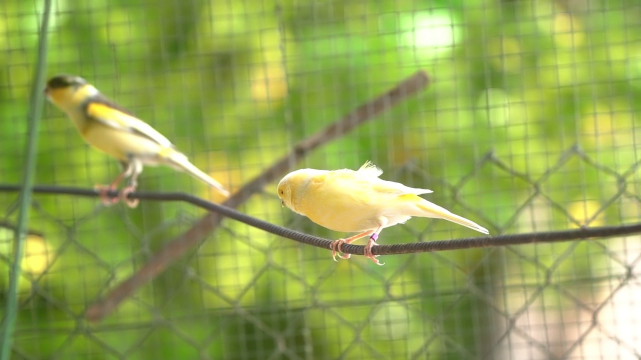 金丝雀在笼子里觅食，栖息在木棍和电线上。视频素材