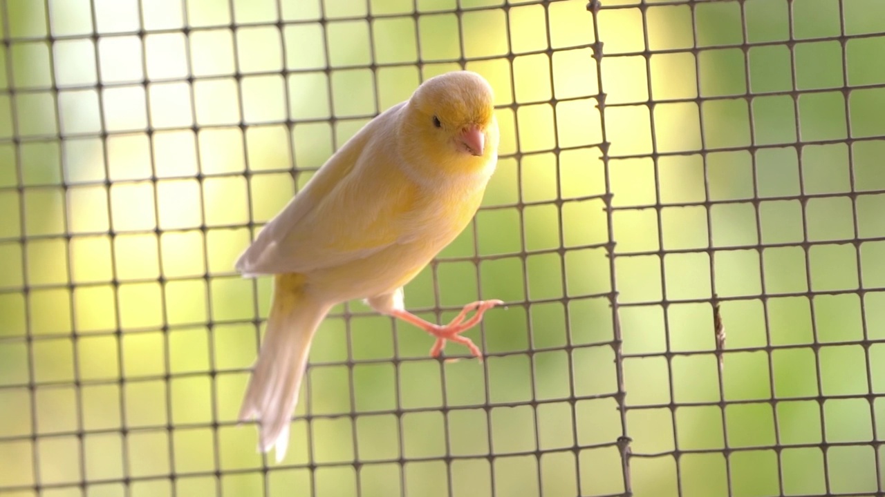 金丝雀在笼子里觅食，栖息在木棍和电线上。视频素材