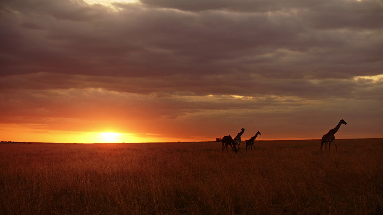 日出时漫步在田园诗般的田野里的长颈鹿剪影视频素材