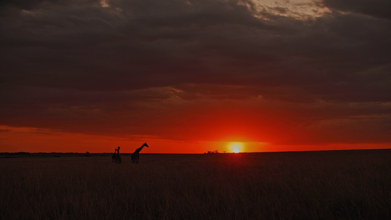 日出天空下，田园诗般的自然保护区里长颈鹿的剪影视频素材