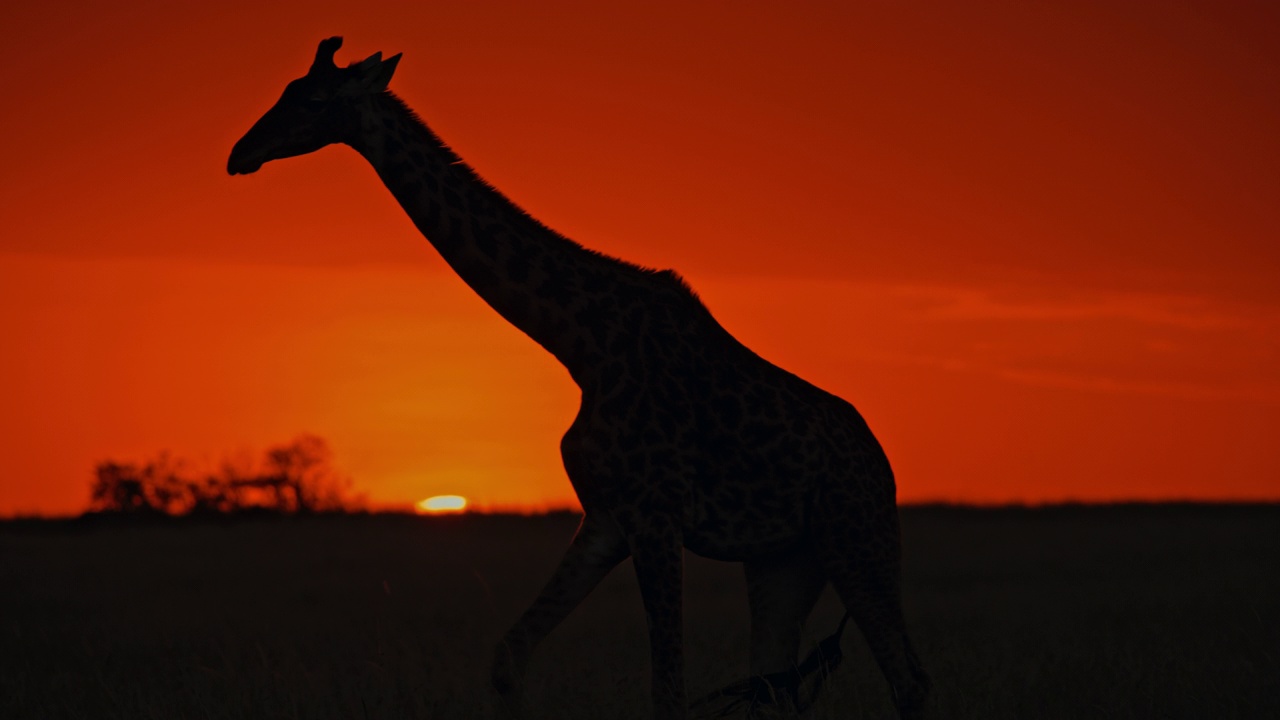 日出时，长颈鹿的剪影走在黑暗的自然保护区视频素材