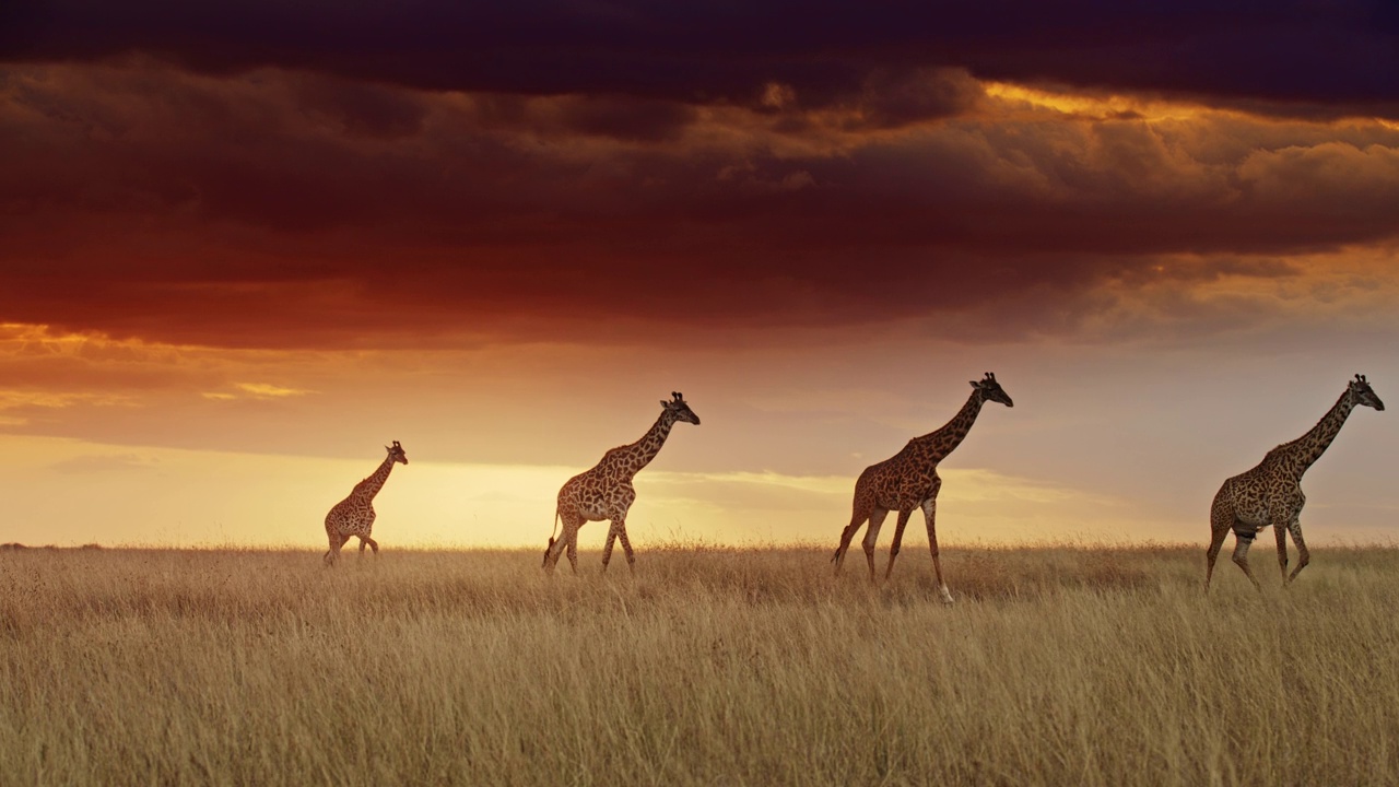 在自然保护区，长颈鹿在日出的天空下排成一排视频素材
